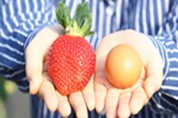 선물용·가공용…딸기 품종도 소비자 맞춤 개발