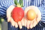 선물용·가공용…딸기 품종도 소비자 맞춤 개발